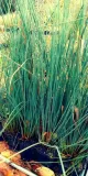 sit-siny-do-oczka-wodnego-juncus-infexus