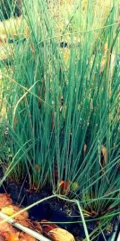 sit-siny-do-oczka-wodnego-juncus-infexus