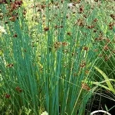 sit-siny-do-oczka-wodnego-juncus-infexus-rodzaj-rosliny-przybrzezne