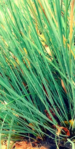 sit-siny-do-oczka-wodnego-juncus-infexus-roslina-w-postaci-sadzonka-z-golym-korzeniem
