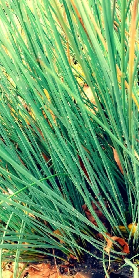 sit-siny-do-oczka-wodnego-juncus-infexus-kolor-kwiatow-inny-kolor