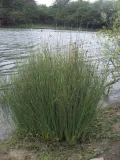 sit-siny-do-oczka-wodnego-juncus-infexus-kod-producenta-wodne-rosliny-pl