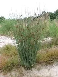 sit-siny-do-oczka-wodnego-juncus-infexus-cechy-charakterystyczne-lubiace-cien-lubiace-slonce-proste-w-pielegnacji