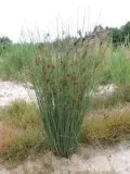 sit-siny-do-oczka-wodnego-juncus-infexus-cechy-charakterystyczne-lubiace-cien-lubiace-slonce-proste-w-pielegnacji
