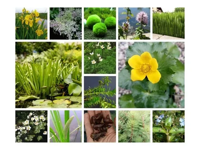 sit-siny-do-oczka-wodnego-juncus-infexus-producent-perfekt-klik-sylwia-grzelak-wodne-rosliny