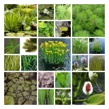 sit-siny-do-oczka-wodnego-juncus-infexus-kolor-kwiatow-inny-kolor-rodzaj-rosliny-przybrzezne
