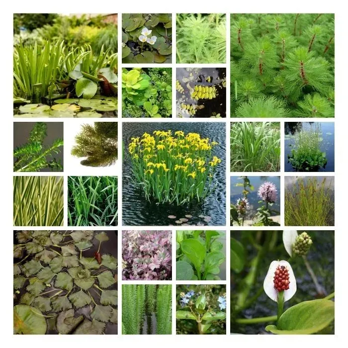 sit-siny-do-oczka-wodnego-juncus-infexus-kolor-kwiatow-inny-kolor