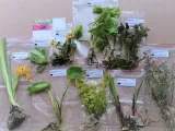 sit-siny-do-oczka-wodnego-juncus-infexus-kolor-kwiatow-inny-kolor-kod-producenta-wodne-rosliny-pl