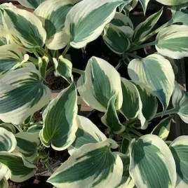 funkia-hosta-firn-line-do-ogrodu