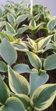 funkia-hosta-firn-line-do-ogrodu-rodzaj-rosliny-inny