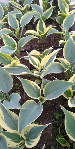 funkia-hosta-firn-line-do-ogrodu-kolor-kwiatow-biale