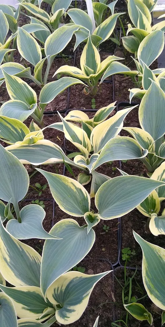 funkia-hosta-firn-line-do-ogrodu