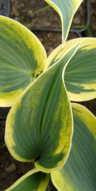 funkia-hosta-firn-line-do-ogrodu-roslina-w-postaci-sadzonka-z-golym-korzeniem