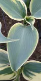 funkia-hosta-firn-line-do-ogrodu-kod-producenta-wodne-rosliny