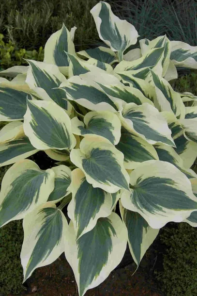 funkia-hosta-firn-line-do-ogrodu-cechy-charakterystyczne-lubiace-cien-proste-w-pielegnacji