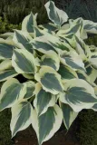 funkia-hosta-firn-line-do-ogrodu-cechy-charakterystyczne-lubiace-cien-proste-w-pielegnacji