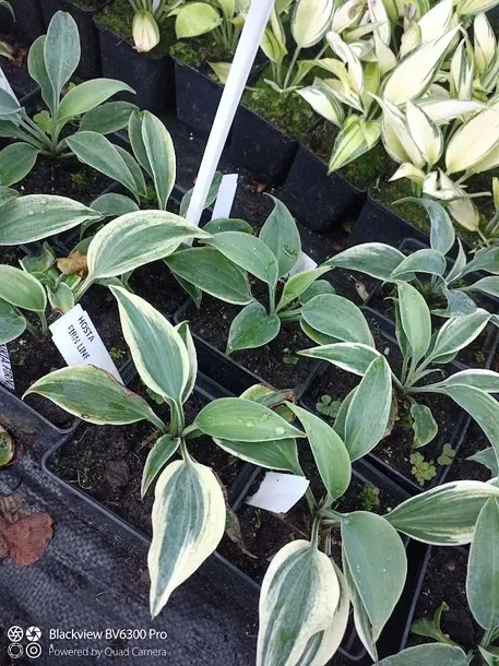 funkia-hosta-firn-line-do-ogrodu-producent-perfekt-klik-sylwia-grzelak-wodne-rosliny