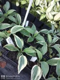 funkia-hosta-firn-line-do-ogrodu-producent-perfekt-klik-sylwia-grzelak-wodne-rosliny