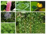 funkia-hosta-firn-line-do-ogrodu-rodzaj-rosliny-inny-roslina-w-postaci-sadzonka-z-golym-korzeniem