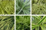 funkia-hosta-firn-line-do-ogrodu-rodzaj-rosliny-inny-kod-producenta-wodne-rosliny