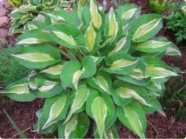 funkia-snake-eyes-efektowna-bylina-do-ogrodu