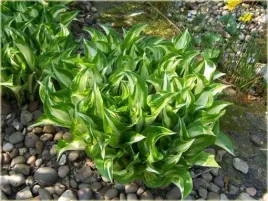 funkia-mediovariegata-hosta-krecone-barwne-liscie