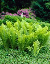 pioropusznik-strusi-ozdobna-paproc-do-oczka-ogrodu