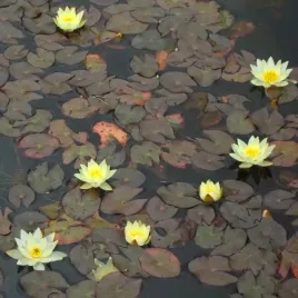 lilia-wodna-miniaturka-nymphaea-pygmaea-helvola