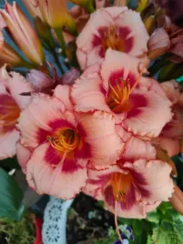 liliowiec-strawberry-candy-piekne-rozowe-kwiaty