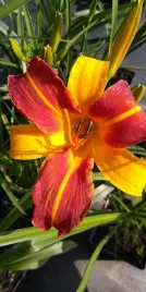 liliowiec-frans-hals-pomaranczowo-zolte-kwiaty