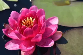 lilia-wodna-miniaturka-perry-s-baby-red