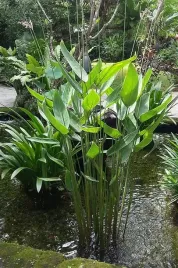 thalia-rarytas-roslina-do-oczka-wodnego