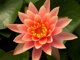 lilia-wodna-nymphaea-colorado-lososiowa-oczko-wodne-staw