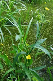 jaskier-wielki-oczko-wodne-staw