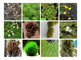 zestaw-nr3-oczyszcza-i-natlenia-rosliny-plywajace