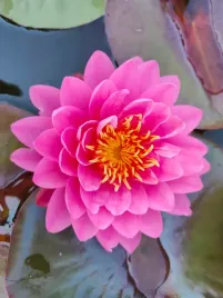 lilia-wodna-perry-s-fire-opal-nymphaea-grzybien