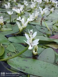 onowodek-dwuklosowy-aponogeton-distachyos-pachnacy