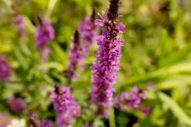 krwawnica-pospolita-roslina-do-oczka-stawu-przybrzezna