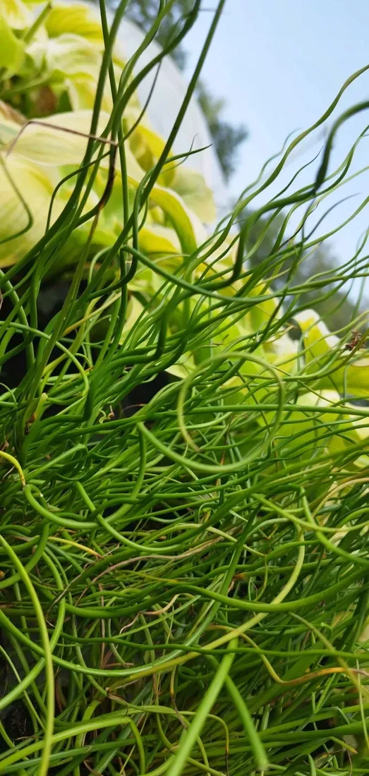 sit-rozpierzchly-spiralny-juncus-effusus