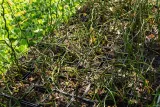 sit-rozpierzchly-spiralny-juncus-effusus-kolor-kwiatow-inny-kolor
