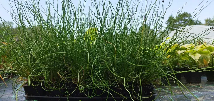 sit-rozpierzchly-spiralny-juncus-effusus-roslina-w-postaci-sadzonka-z-golym-korzeniem