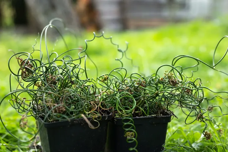 sit-rozpierzchly-spiralny-juncus-effusus-kod-producenta-wodne-rosliny-pl