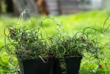 sit-rozpierzchly-spiralny-juncus-effusus-kod-producenta-wodne-rosliny-pl
