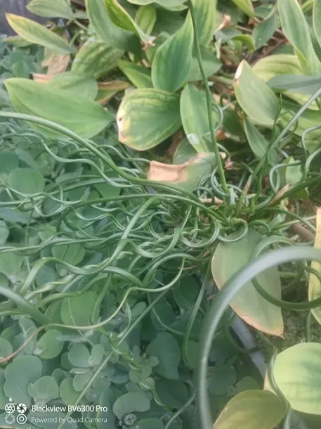 sit-rozpierzchly-spiralny-juncus-effusus-nazwa-lacinska-inna