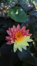 lilia-wodna-wanvisa-piekna-nymphaea