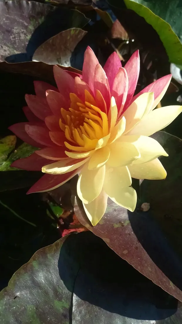 lilia-wodna-wanvisa-piekna-nymphaea