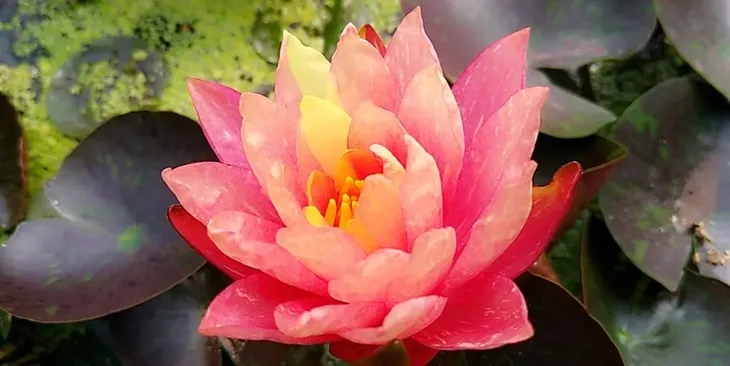 lilia-wodna-wanvisa-piekna-nymphaea-roslina-w-postaci-sadzonka-z-golym-korzeniem