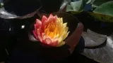 lilia-wodna-wanvisa-piekna-nymphaea-kod-producenta-wodne-rosliny-pl
