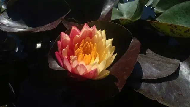 lilia-wodna-wanvisa-piekna-nymphaea