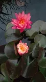 lilia-wodna-wanvisa-piekna-nymphaea-producent-perfekt-klik-sylwia-grzelak-wodne-rosliny